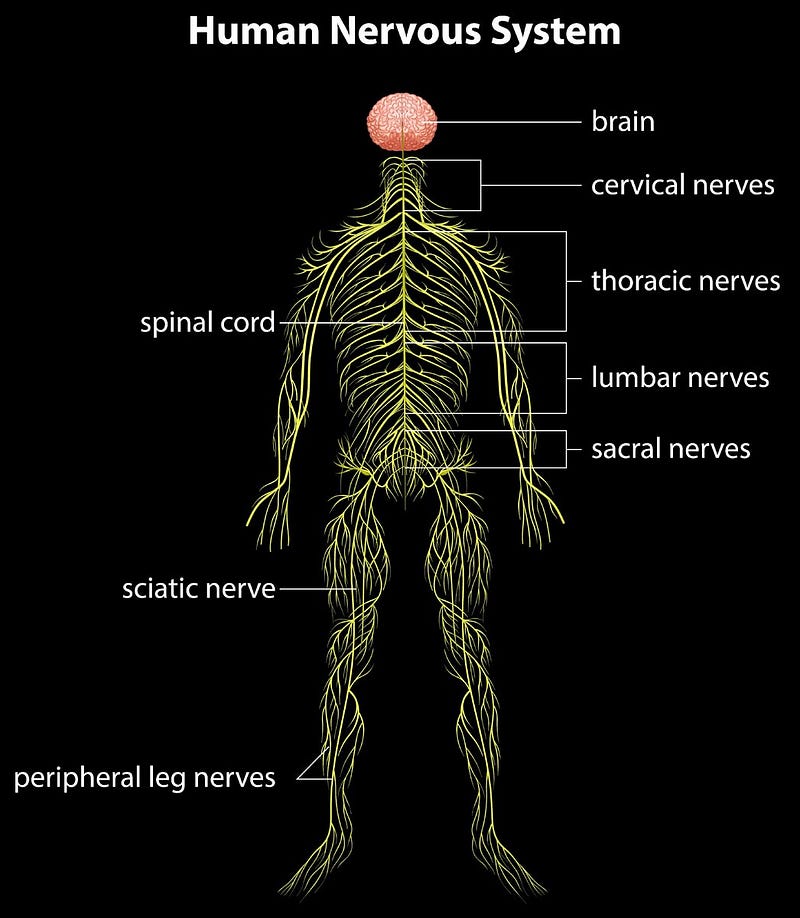 Human nervous system.