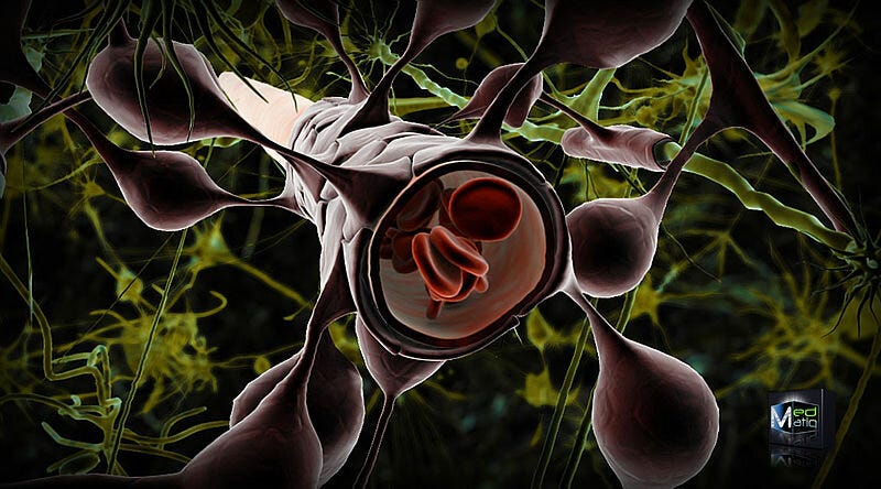 3D model of the blood-brain barrier.