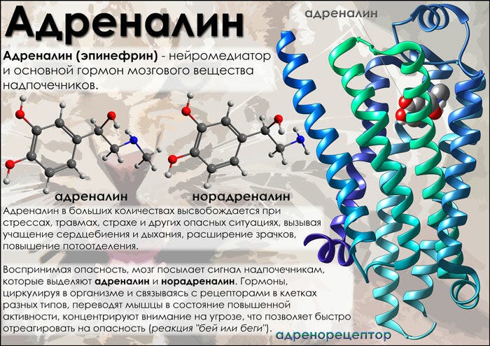 Adrenaline (epinephrine) (L-1 (3,4-Dihydroxyphenyl)-2-methylaminoethanol) - hormone.