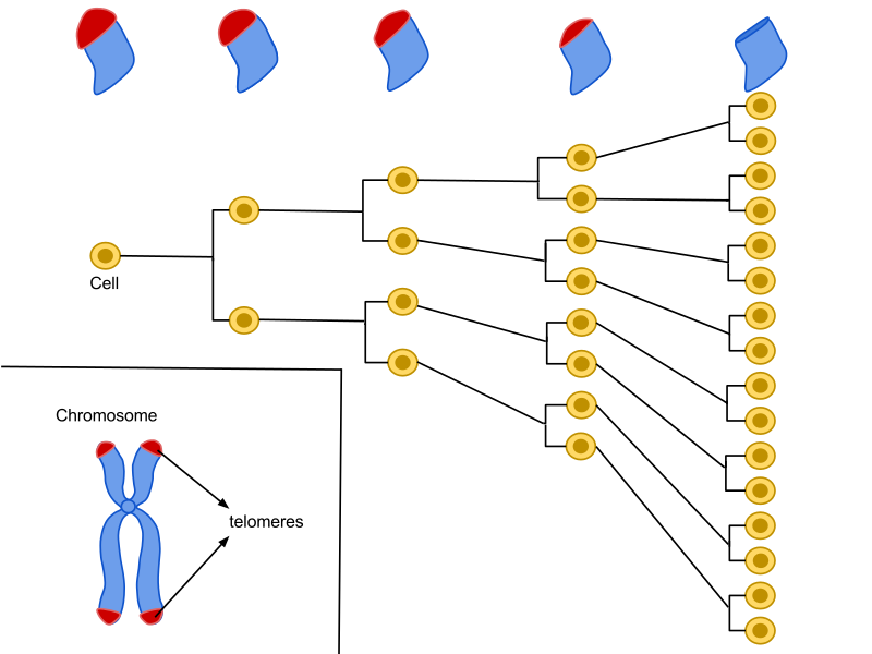 Hayflick Limit. The average cell divides about 50-70 times before dying.