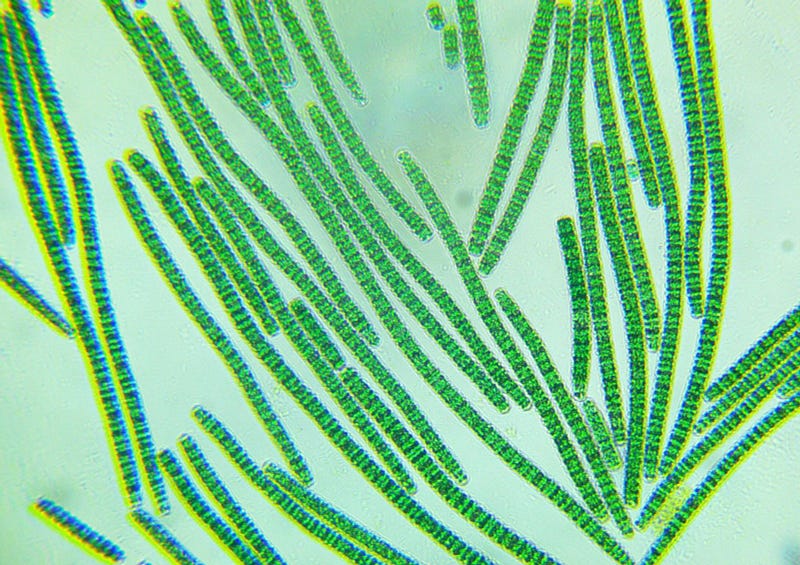 Arthrospira—a genus of cyanobacteria (blue-green algae) of the class Cyanophyceae.