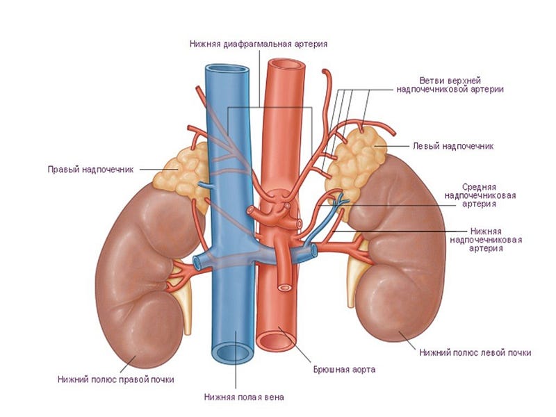 Adrenal Glands.