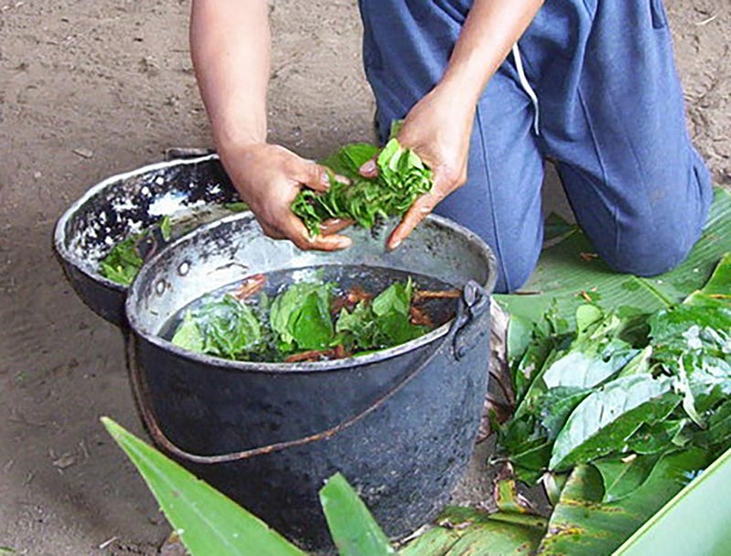 Preparation of Ayahuasca.