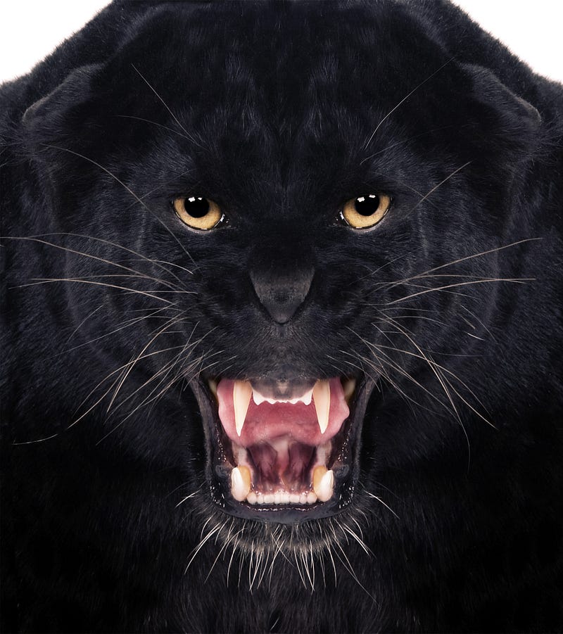 Usually, the totem is depicted as an animal, in this case it is the 'Black Panther'.