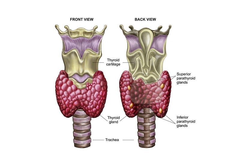 Thyroid gland.