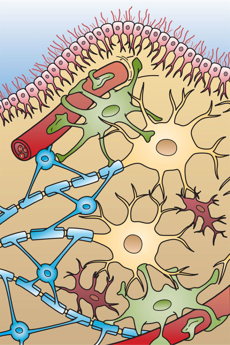 Illustration of four different types of glial cells found in the central nervous system.