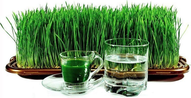 Wheat sprouts and juice from them.