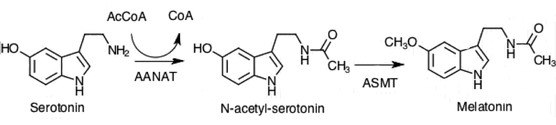 Serotonin to Melatonin Synthesis Pathway in the Pineal Gland.