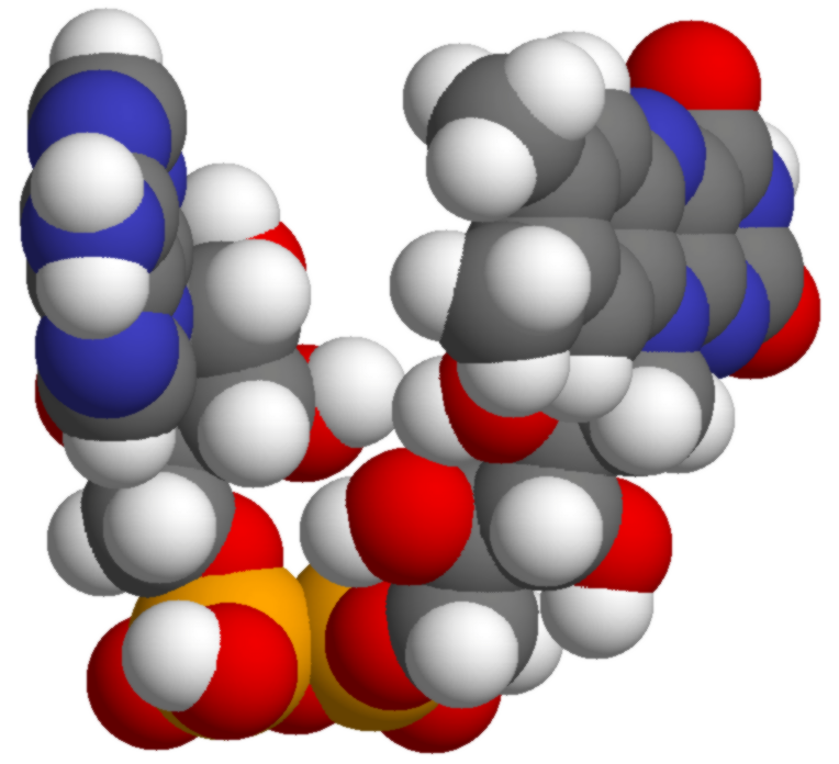 Flavin adenine dinucleotide.