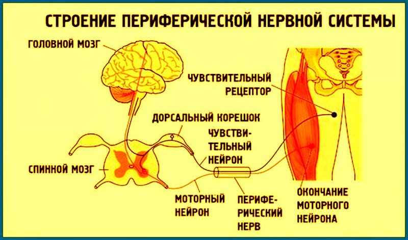 Mechanism of the human peripheral nervous system operation.