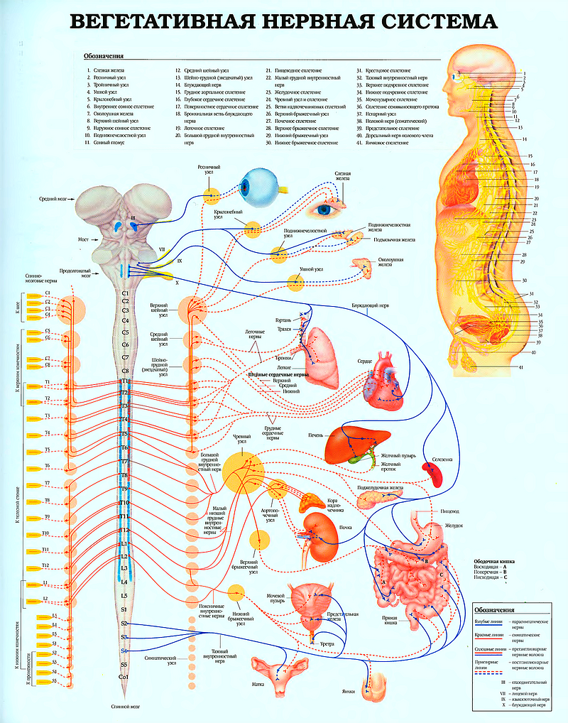 The autonomic nervous system of a human.