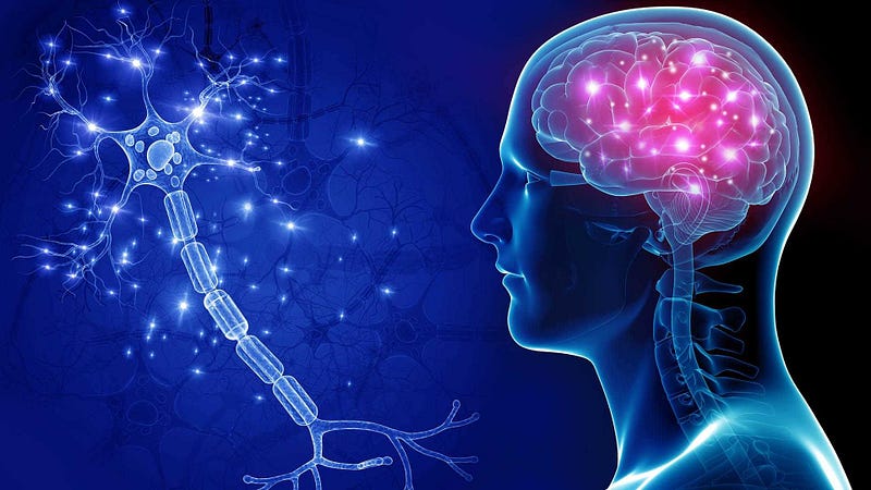 A single neuron and its axons on the left and the brain on the right, the neuron is part of the brain.