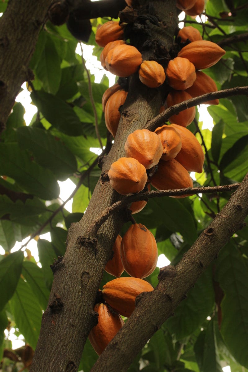 Image of a cocoa tree with several cocoa pods growing on it.