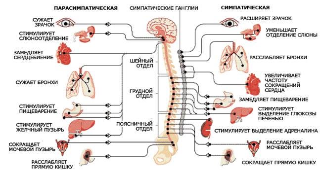 Autonomic Nervous System.