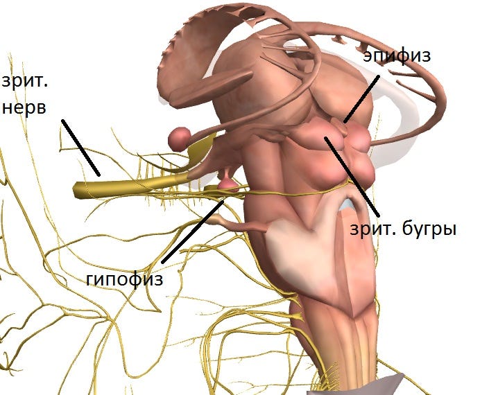 Pineal body, also known as the pineal gland, diagram with location in the brain.