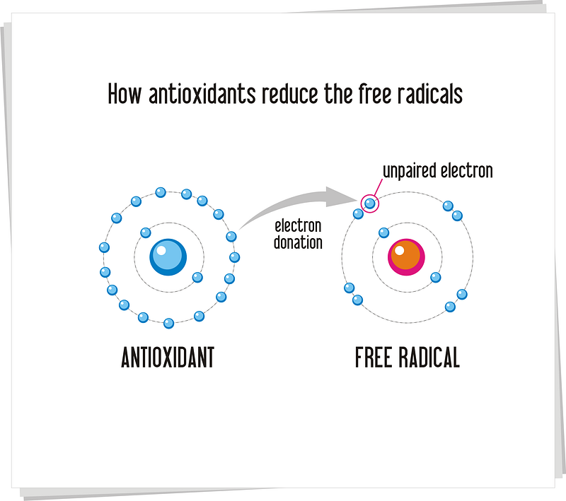 Action of antioxidants on free radicals.