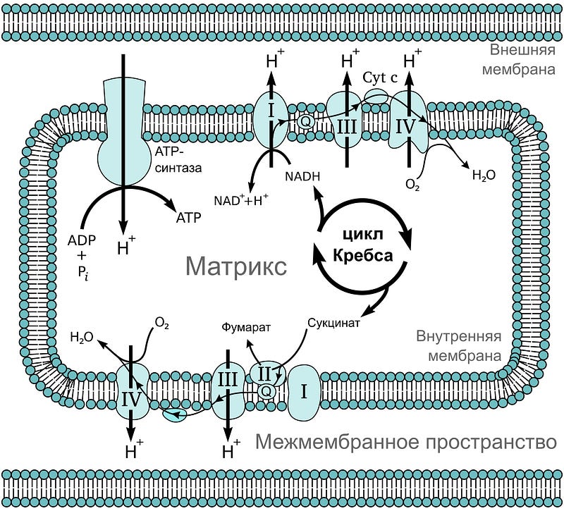 Electron transport chain of mitochondria.