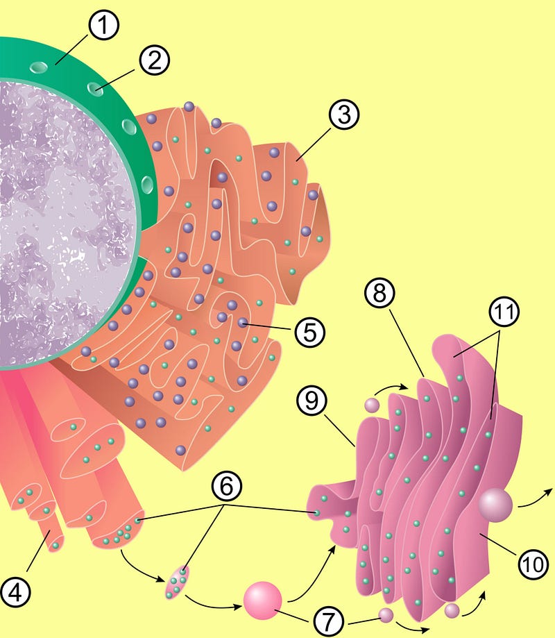 Schematic representation of the cell nucleus, endoplasmic reticulum, and Golgi complex.