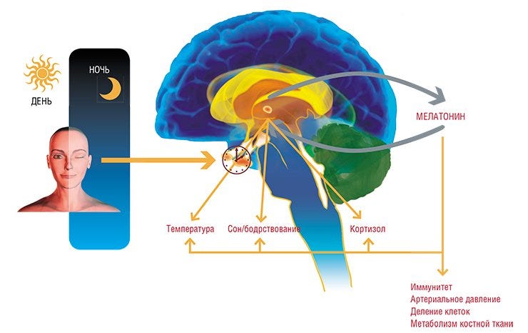 Functions of the pineal gland.