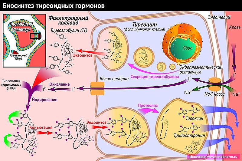 Synthesis of thyroid hormones in the presence of thyroid peroxidase.