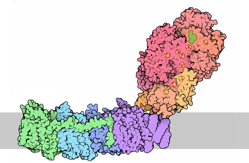 The inner membrane of the mitochondria is shown in gray. On top - mitochondrial matrix, below - intermembrane space.