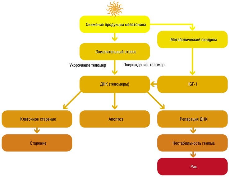 The impact of reduced melatonin production.