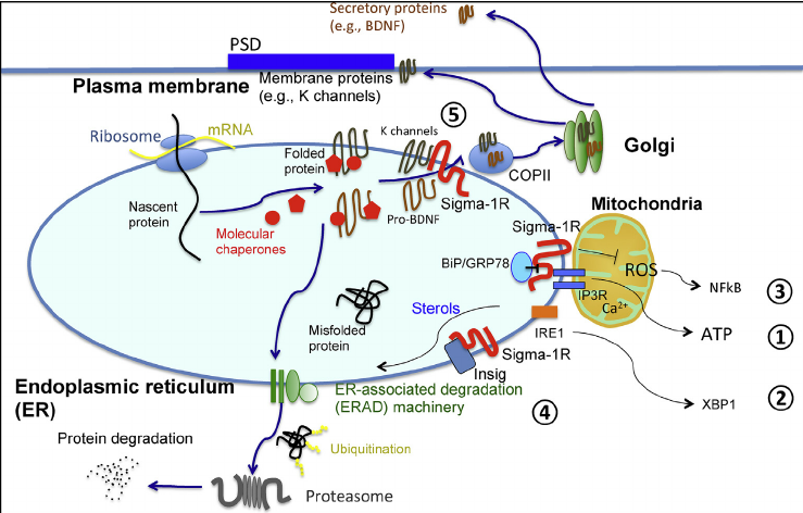 σ1 or Sigma-1 receptor.