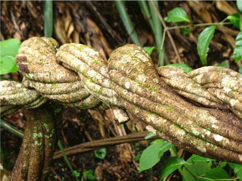 BANISTERIOPSIS KAAPI or VINE OF THE DEAD or AYAHUASCA.